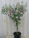 Warentuin Natuurlijk - Fuchsia op stam 90 cm