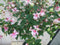Warentuin Natuurlijk - Fuchsia op stam 90 cm