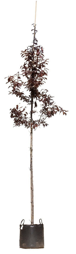 Warentuin Natuurlijk - 2 stuks! Puperbladige sierpruim Prunus cerasifera Nigra h 250 cm st. omtre...