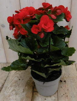 Warentuin Natuurlijk - Kamerplant Begonia dubbelbloemig rood