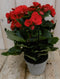 Warentuin Natuurlijk - Kamerplant Begonia dubbelbloemig rood