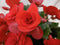 Warentuin Natuurlijk - Kamerplant Begonia dubbelbloemig rood