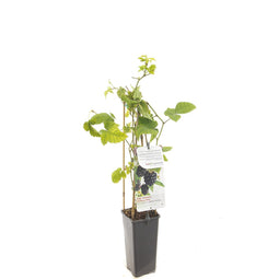Fruithof - Rubus fruticosus Chester Thornless