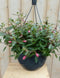 Warentuin Natuurlijk - Fuchsia in hangpot donkerroze