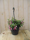 Warentuin Natuurlijk - Fuchsia in hangpot donkerroze
