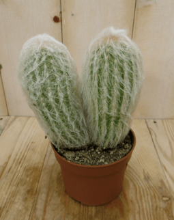Warentuin Natuurlijk - Kamerplant Cactus spinnenweb