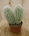 Warentuin Natuurlijk - Kamerplant Cactus spinnenweb