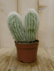 Warentuin Natuurlijk - Kamerplant Cactus spinnenweb