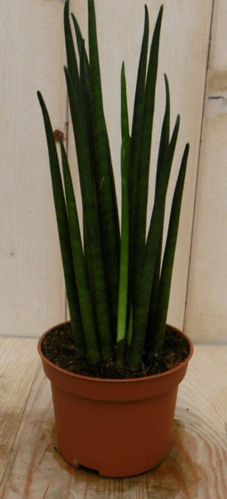Warentuin Natuurlijk - Kamerplant Vrouwentong Sansevieria 30 cm