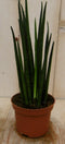 Warentuin Natuurlijk - Kamerplant Vrouwentong Sansevieria 30 cm