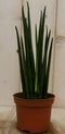 Warentuin Natuurlijk - Kamerplant Vrouwentong Sansevieria 30 cm