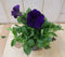 Warentuin Natuurlijk - 3 stuks! Petunia paars