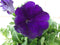 Warentuin Natuurlijk - 3 stuks! Petunia paars