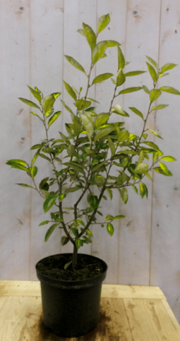 Warentuin Natuurlijk - Elaeagnus Olijfwilg geelbont blad 80 cm