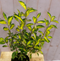 Warentuin Natuurlijk - Elaeagnus Olijfwilg geelbont blad 80 cm