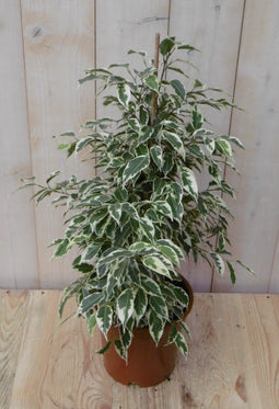 Warentuin Natuurlijk - Kamerplant Ficus witbont 60 cm