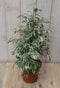 Warentuin Natuurlijk - Kamerplant Ficus witbont 60 cm