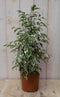 Warentuin Natuurlijk - Kamerplant Ficus witbont 60 cm