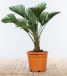 Warentuin Natuurlijk - 2 stuks! Wagner palm 20 cm stamhoogte Trachycarpus wagnerianus 90 cm