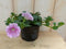 Warentuin Natuurlijk - 3 stuks! Petunia roze