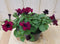 Warentuin Natuurlijk - 3 stuks! Petunia roze