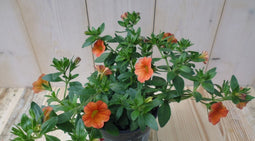 Warentuin natuurlijk - 3 stuks! Petunia Million Bells oranje