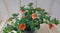 Warentuin natuurlijk - 3 stuks! Petunia Million Bells oranje