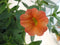 Warentuin natuurlijk - 3 stuks! Petunia Million Bells oranje