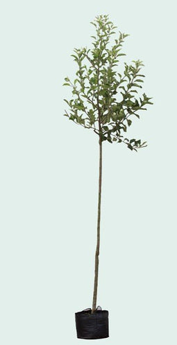 Warentuin Natuurlijk - Malus d. Benoni Malus domestica Benoni 250 cm