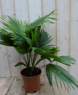 Warentuin Natuurlijk - Kamerplant Waaierpalm Livistonia Rotundifolia 50 cm