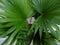 Warentuin Natuurlijk - Kamerplant Waaierpalm Livistonia Rotundifolia 50 cm