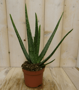 Warentuin Natuurlijk - 2 stuks! Kamerplant Aloe vera