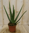 Warentuin Natuurlijk - 2 stuks! Kamerplant Aloe vera