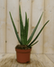 Warentuin Natuurlijk - 2 stuks! Kamerplant Aloe vera