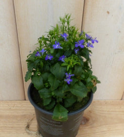 Warentuin Natuurlijk - 3 stuks! Lobelia blauw