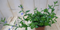 Warentuin Natuurlijk - 3 stuks! Lobelia blauw