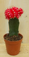 Warentuin Natuurlijk - 3 stuks! Kamerplant Cactus Rood/oranje mini