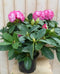 Warentuin natuurlijk - Rododendron 40 cm roze