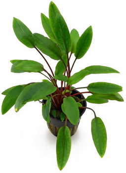 Aquadistri - Eg cryptocoryne petchii nr25