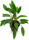 Aquadistri - Eg cryptocoryne petchii nr25