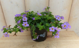 Warentuin Natuurlijk - 3 stuks! Bacopa roze