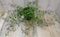 Warentuin Natuurlijk - 3 stuks! Bacopa roze