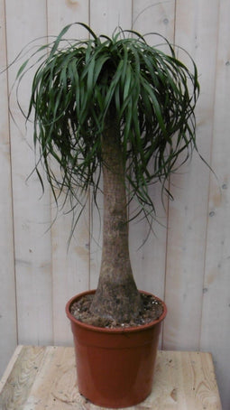 Warentuin Natuurlijk - Kamerplant Olifantspoot 100 cm