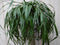 Warentuin Natuurlijk - Kamerplant Olifantspoot 100 cm