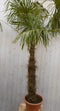 Warentuin Natuurlijk - Winterharde Palmboom stamhoogte 150 cm en hoogte 300 cm