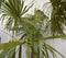 Warentuin Natuurlijk - Winterharde Palmboom stamhoogte 150 cm en hoogte 300 cm