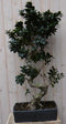Warentuin Natuurlijk - Kamerplant Bonsai Ficus 100 cm