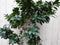 Warentuin Natuurlijk - Kamerplant Bonsai Ficus 100 cm