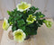 Warentuin Natuurlijk - 3 stuks! Petunia geel