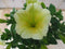 Warentuin Natuurlijk - 3 stuks! Petunia geel